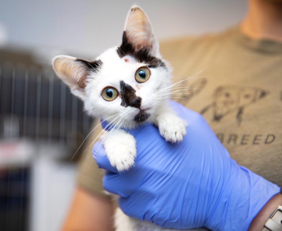 Tiny kitten behind held in a person's hands