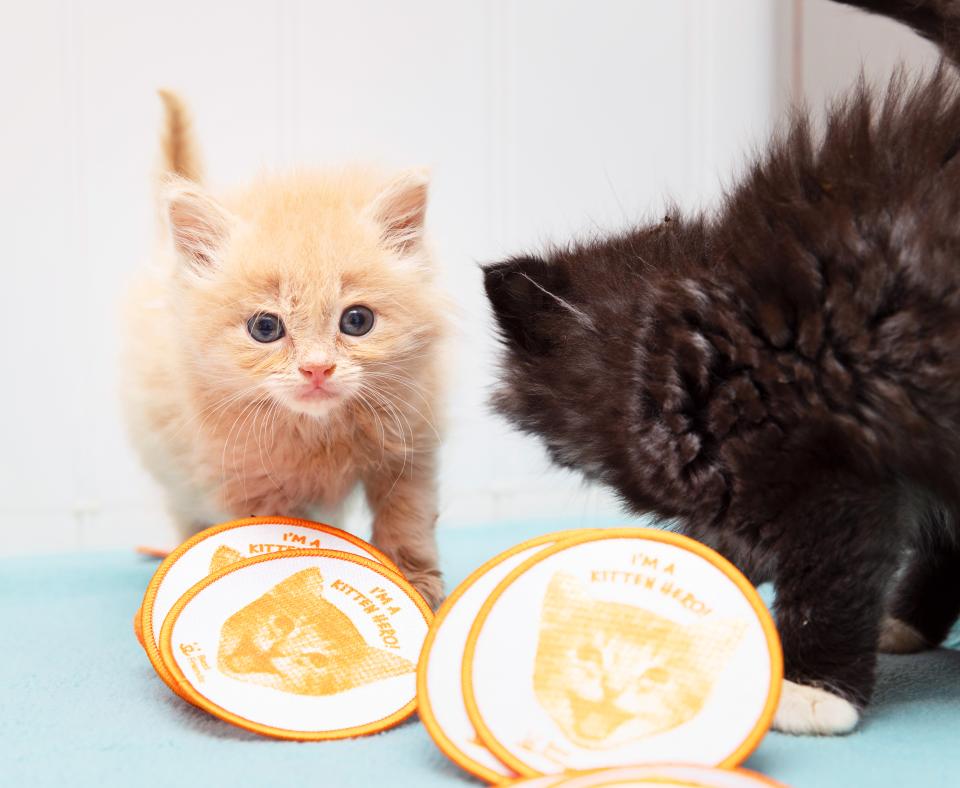 Two kittens next to the Best Friends Animal Society Scout Patch Program patch