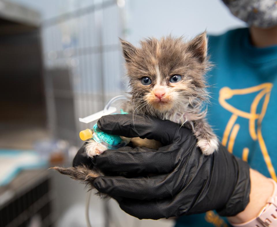 Tiny kitten being cared for by a person in a veterinary setting