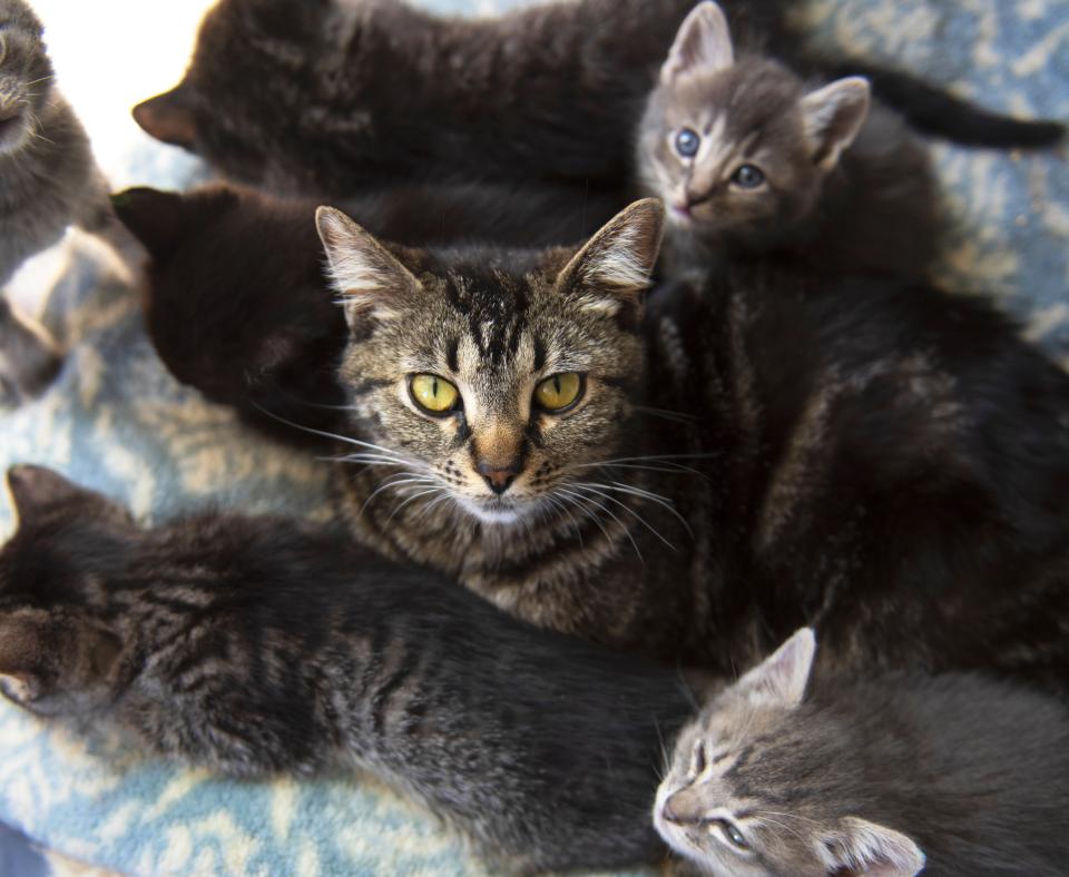 Found Kittens in Los Angeles