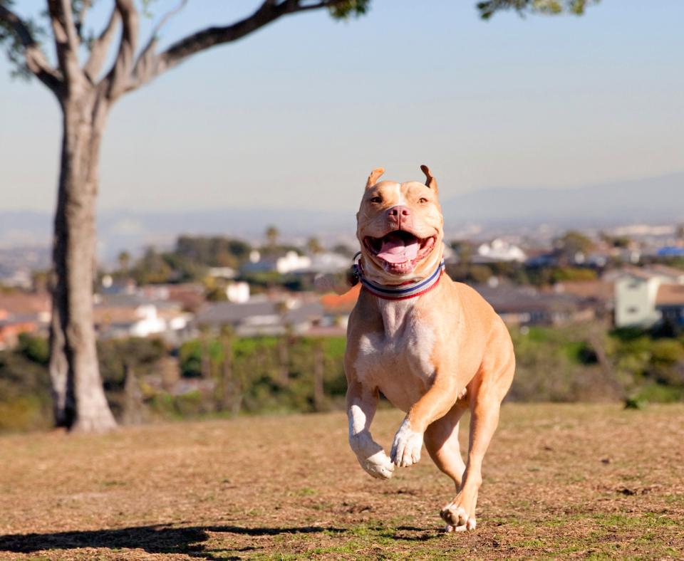 Smiling pit bull terrier dog running