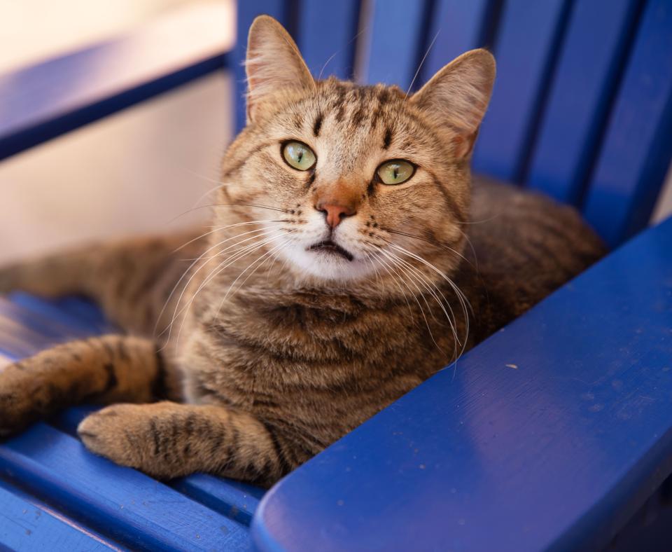 Brown tabby cat lying in a blue chair
