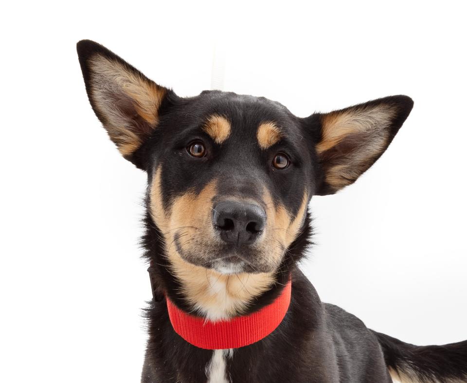 London the black, tan, and white dog wearing a red collar
