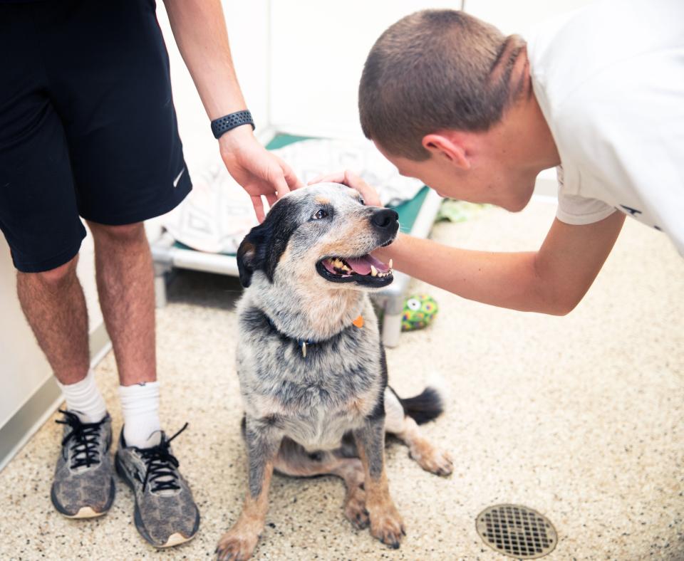 Two volunteers petting a heeler type dog in a kennel