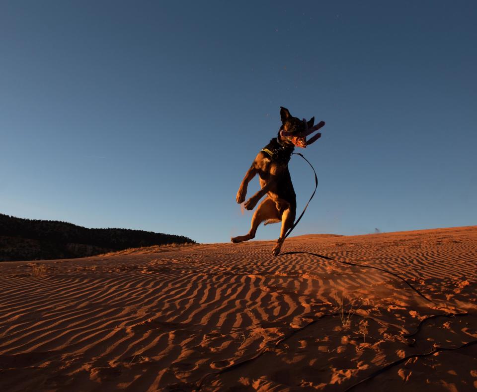 Pharaoh the dog jumping up to catch a toy on a sand dune