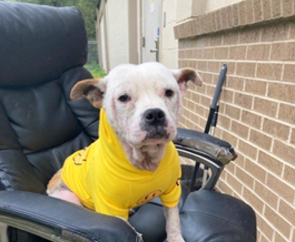 White dog wearing a yellow shirt sitting on an office chair
