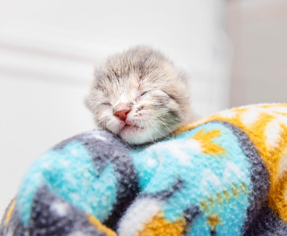 Neonatal kitten relaxing in a cozy blanket