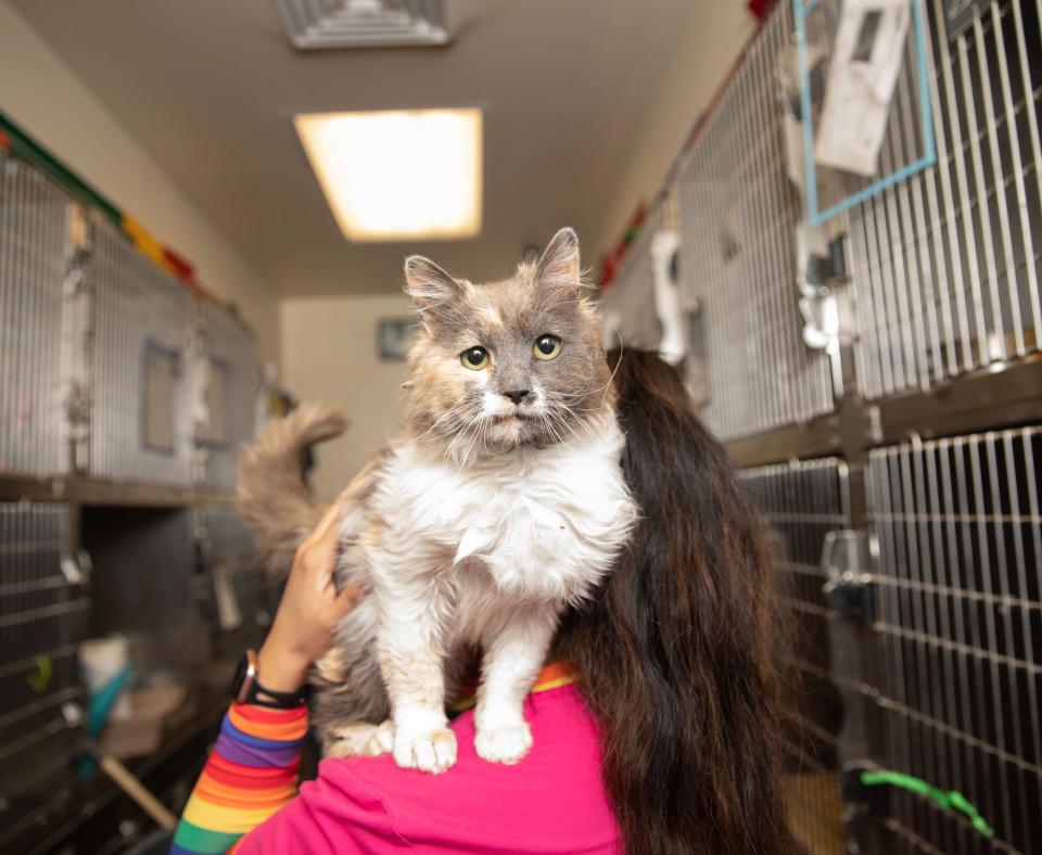 Person with dilute calico cat on her shoulder standing in between rows of stainless steel kennels