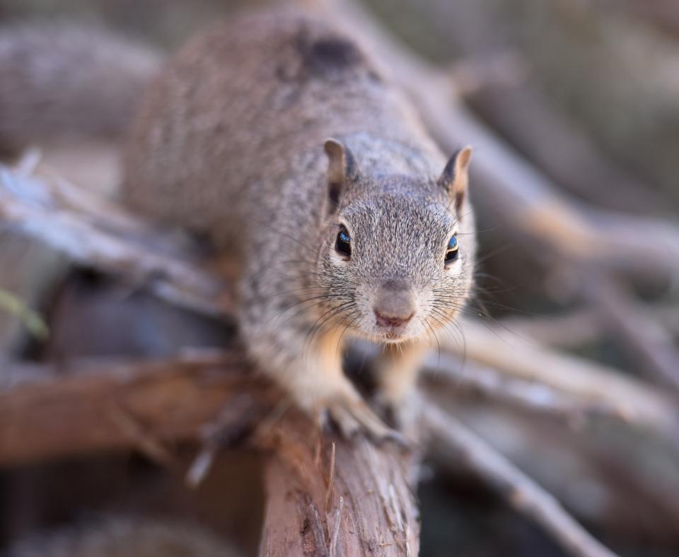 A rock squirrel standing on a branch