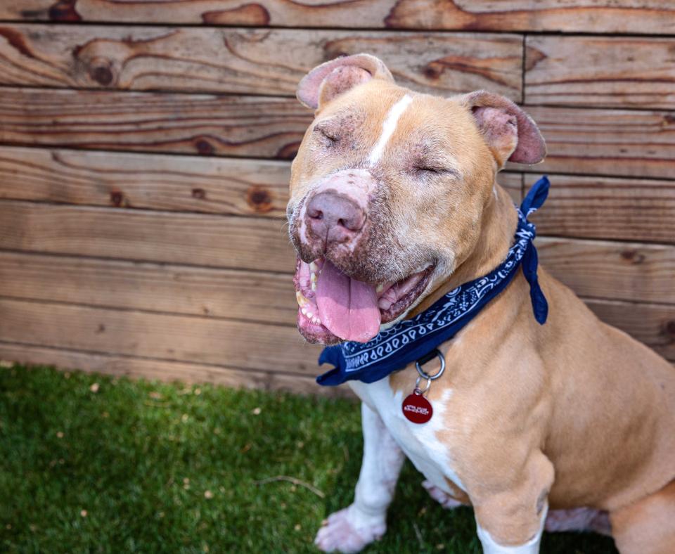 Happy brown and white pit-bull-type dog with eyes closed and tongue out of mouth wearing a blue bandana
