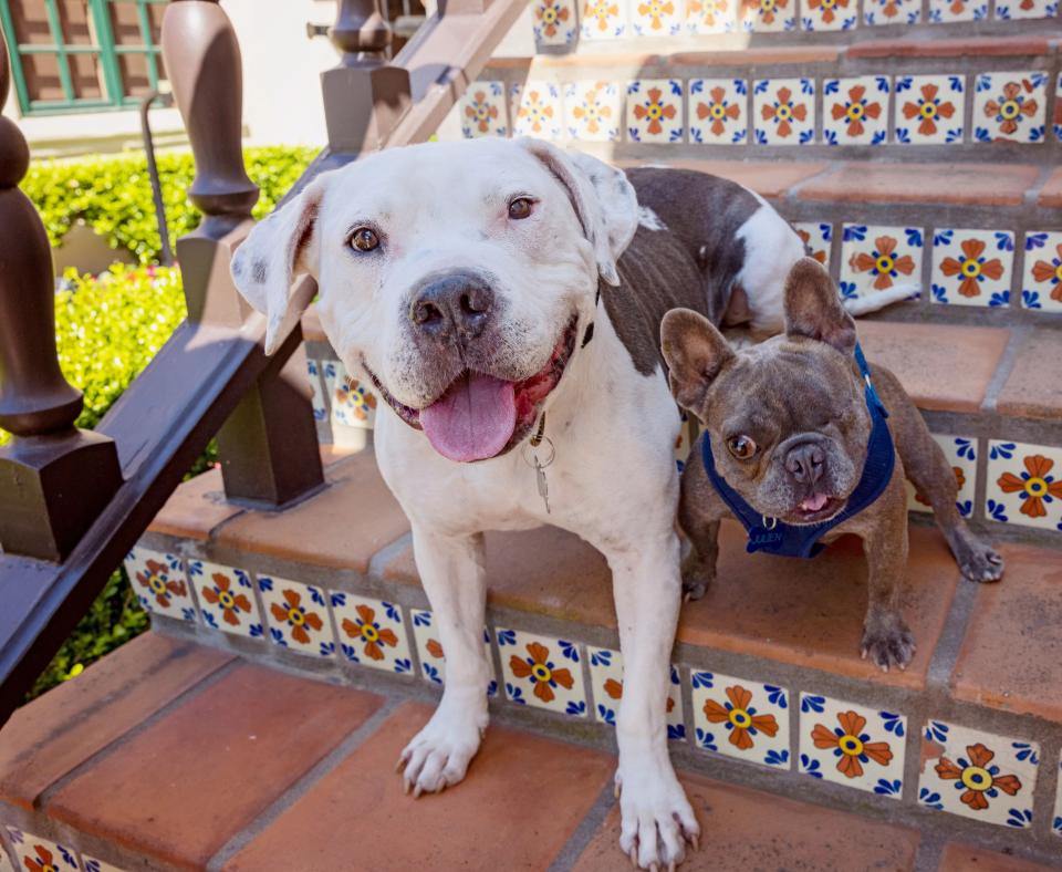 Brew and Julien the dogs sitting next to each other on some stairs decorated with tiles