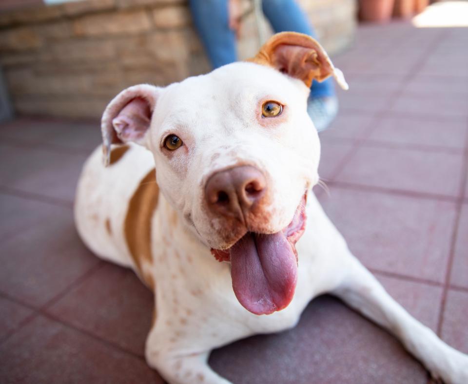 Happy white and brown pit-bull-type dog whose tongue is out
