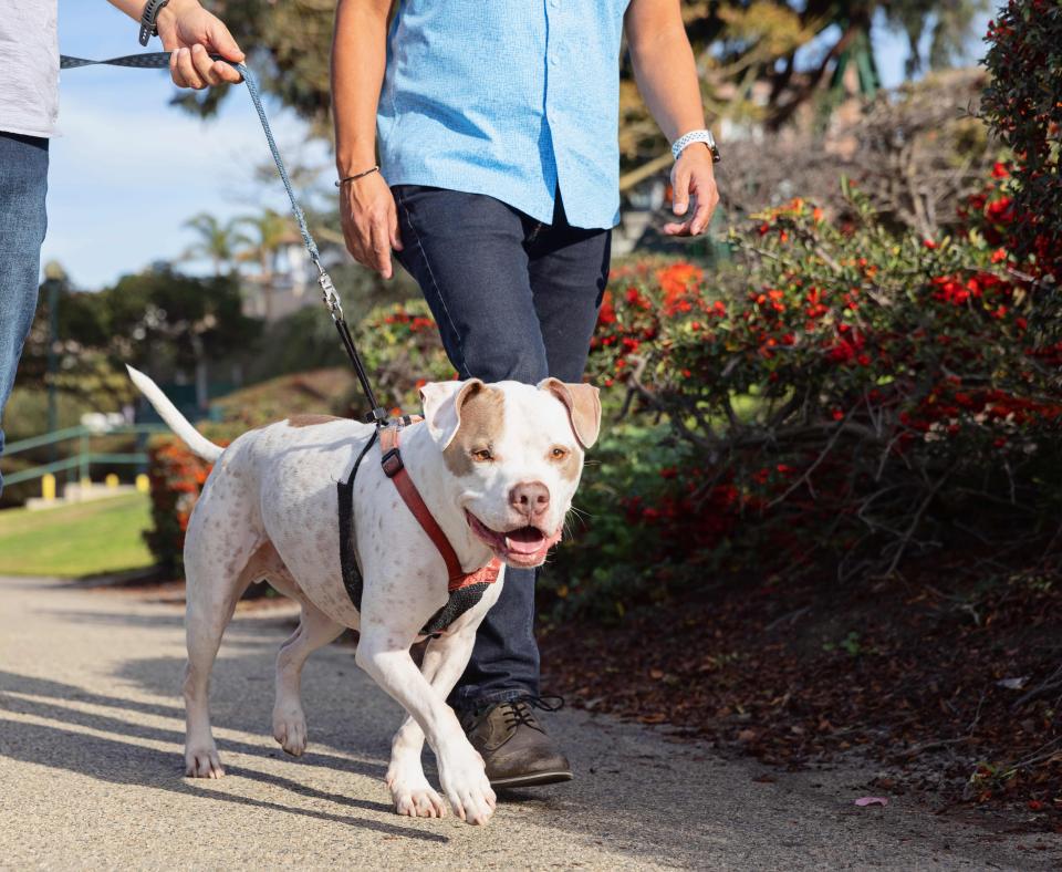 Two people outside walking a pit bull type dog