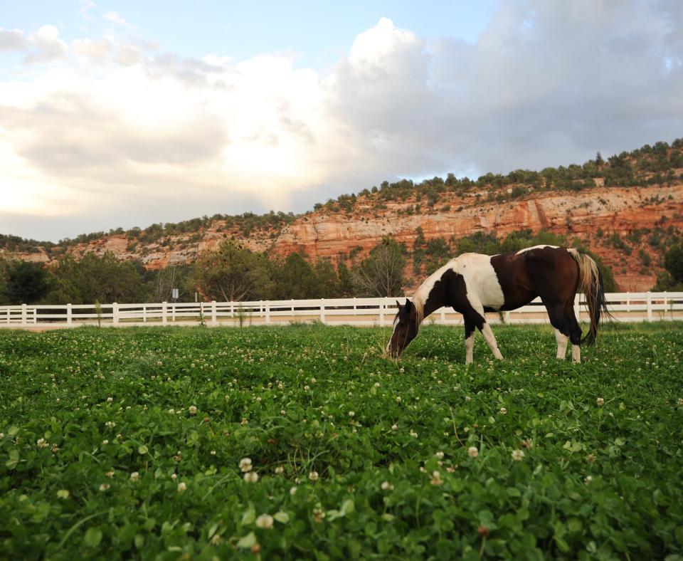Horse in pasture at animal sanctuary in Utah surrounded by red rock hills