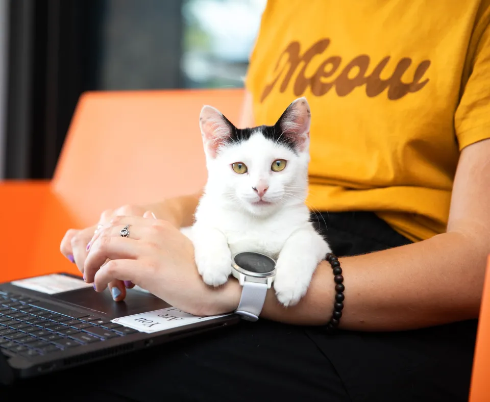 Person typing on a laptop with a small kitten relaxing on their lap