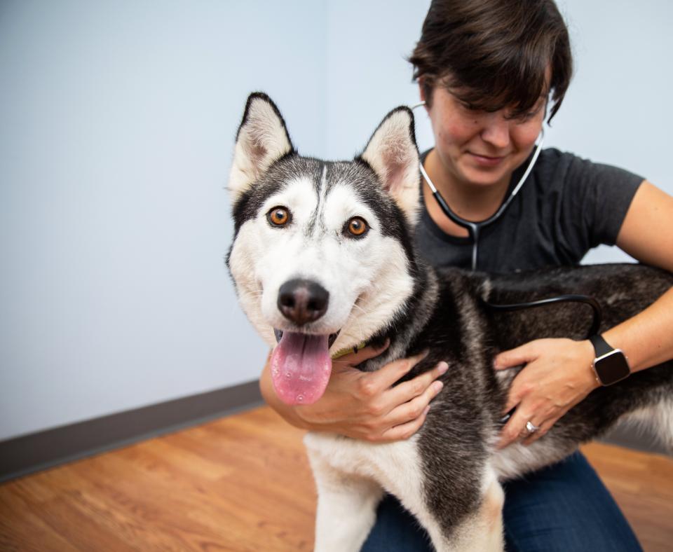 Person using a stethoscope to listen to the chest of a husky dog