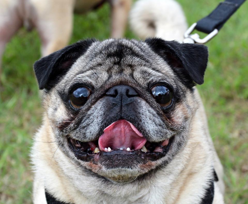Smiling fawn colored pug on a leash whose tongue is out