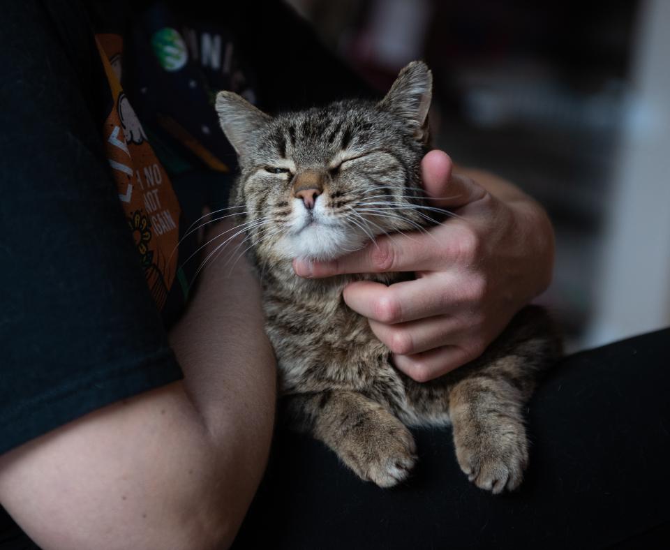 Cat being cuddled by owner
