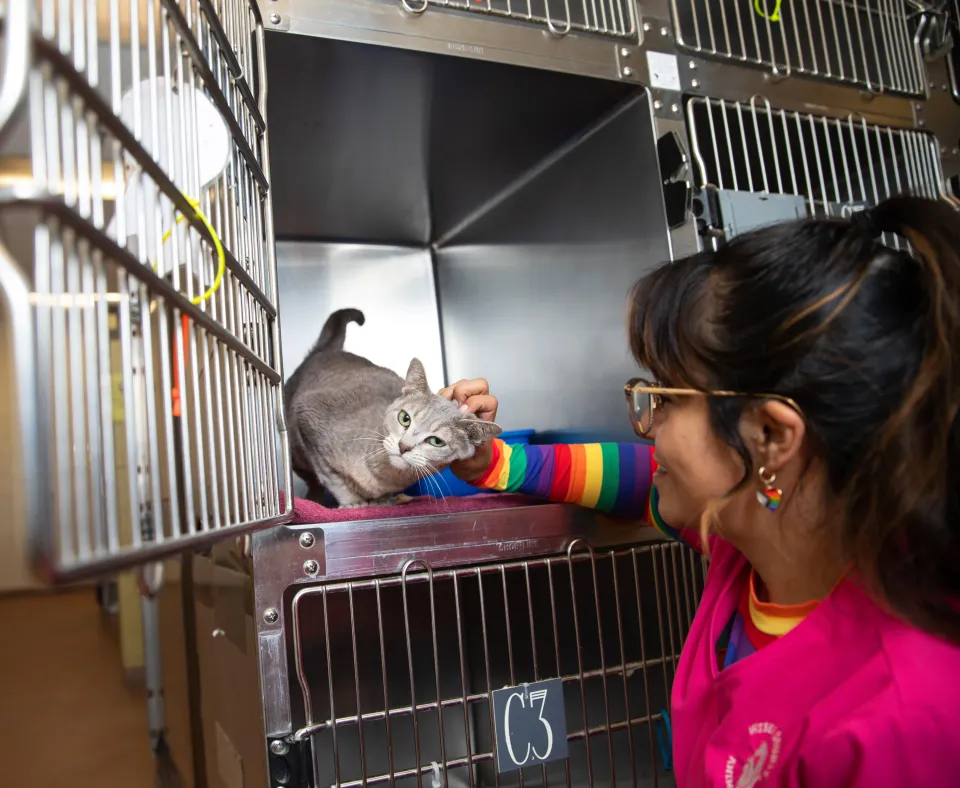 Smiling person reaching out to pet a cat in an animal shelter