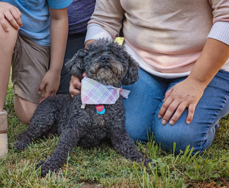 Zoey the senior dog wearing a bandana between two people