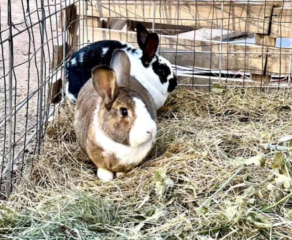 Basil and Denali the rabbits in a pen at their new home