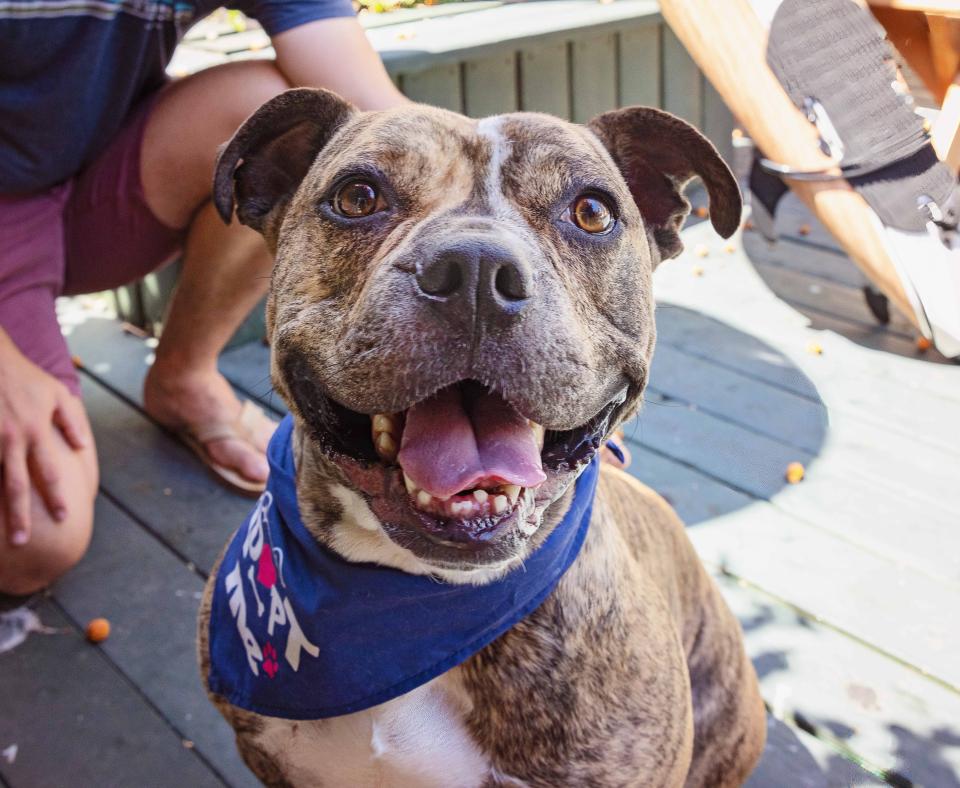 Smiling brindle pit bull type dog with a person squatting behind him