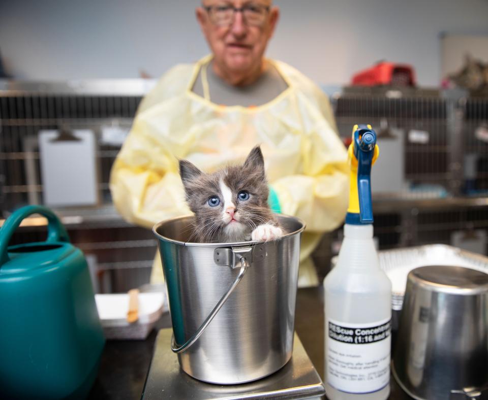 Small kitten in a metal bucket with a person wearing a protective gown behind him