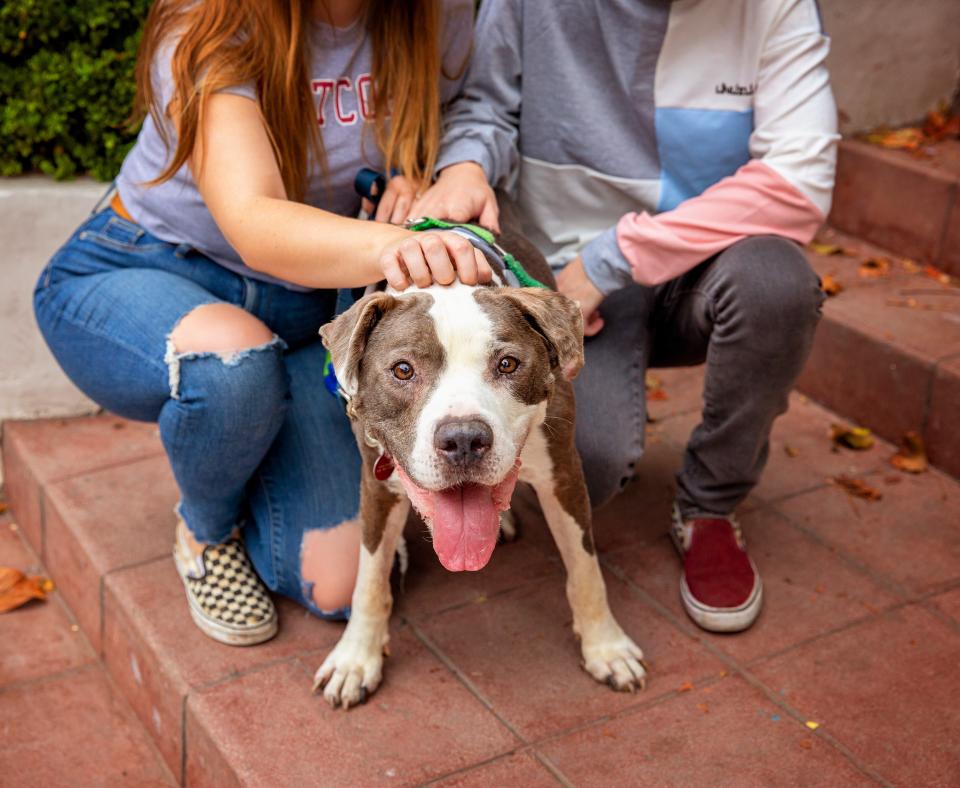 Happy dog with tongue out with two people behind him sitting on some brick stairs