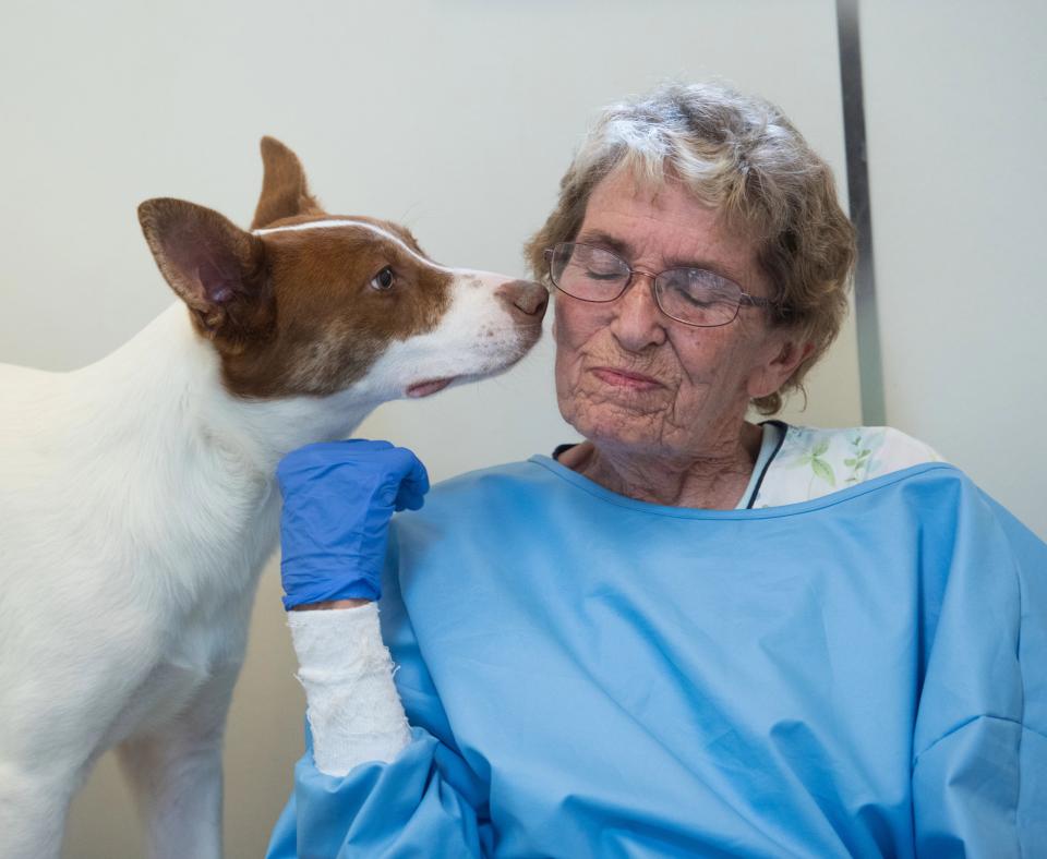 Dog sniffing the side of volunteer Betty Grieb's face