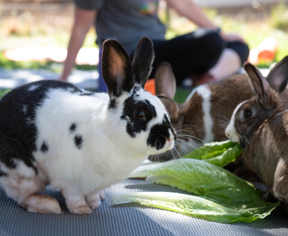 Bunnies sitting on a yoga mat in grass with a person next to them