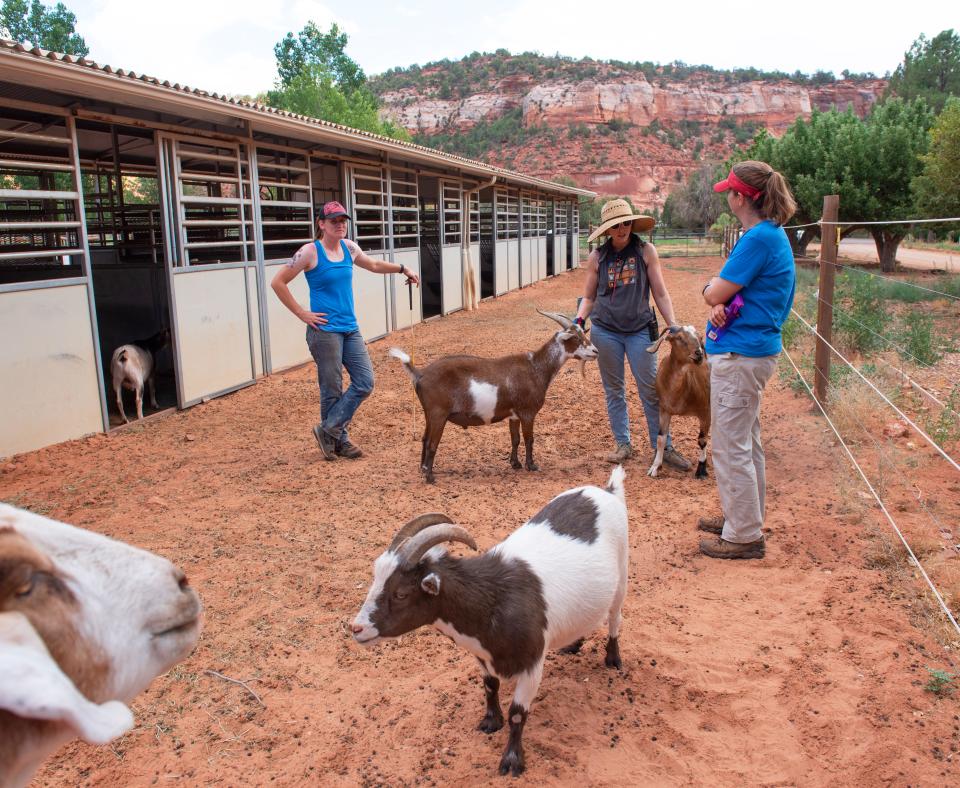 Volunteers with goats at Horse Haven