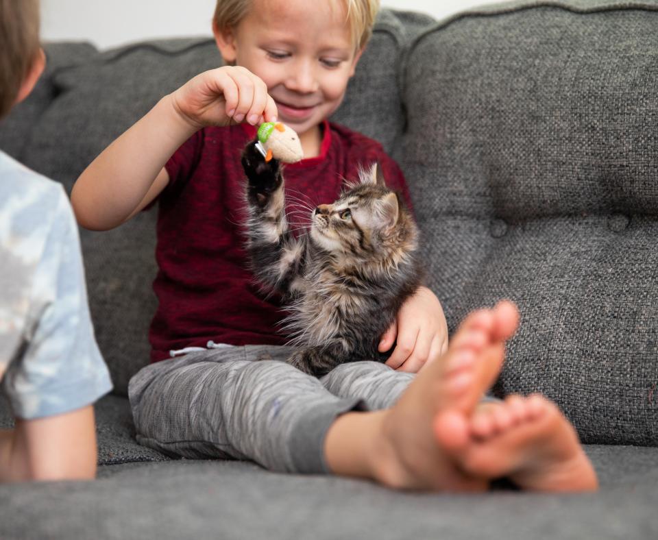 Child playing with a tabby kitten on a couch
