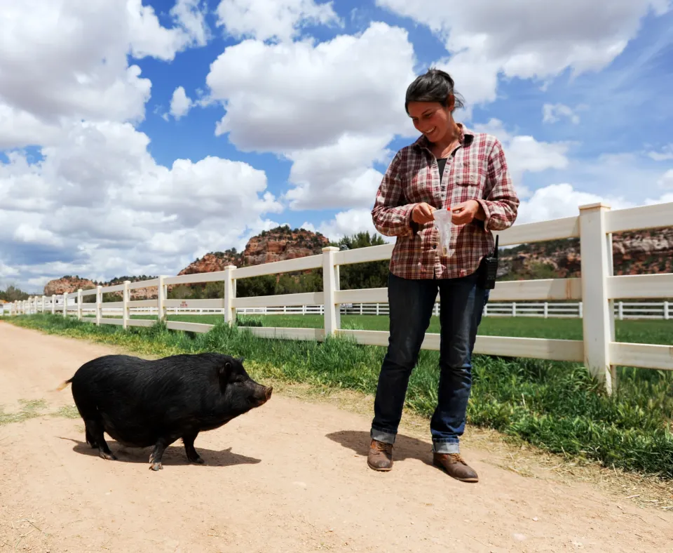 Smiling person taking a pig for a walk next to a big green pasture