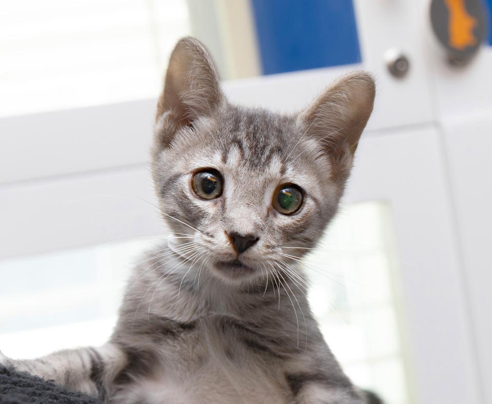 Gray tabby kitten in a room