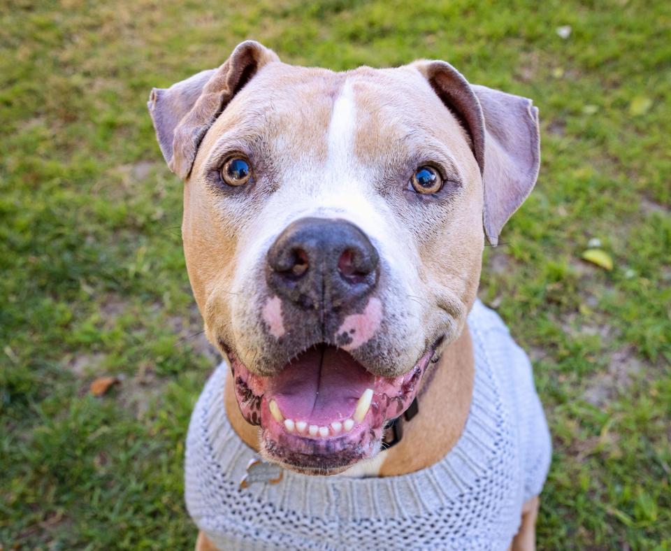 Aragon the dog smiling while wearing a gray sweater and sitting on the grass