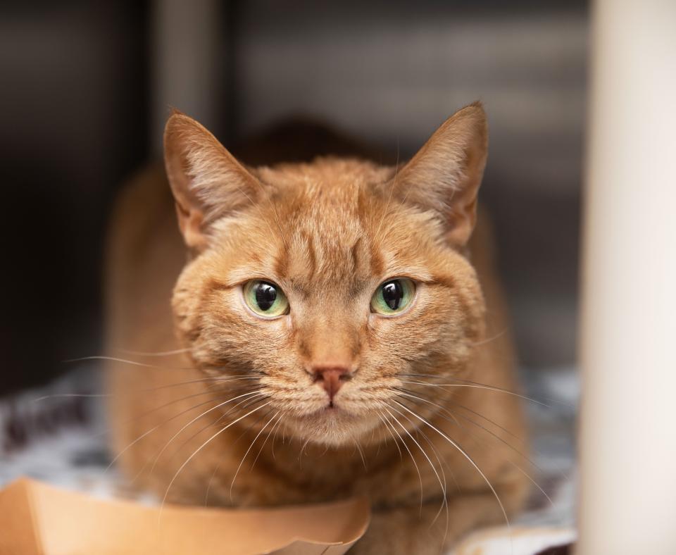 Orange tabby cat lying in a kennel on a blanket