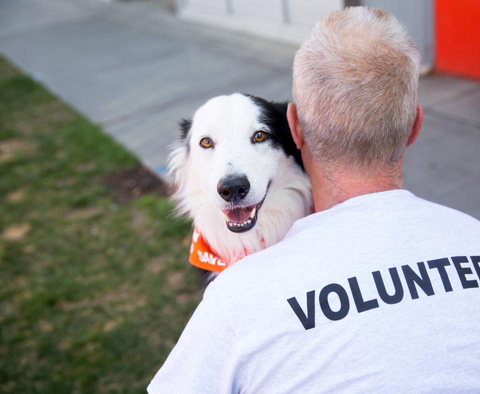 Person with the word "volunteer" on the back of his shirt with a black and white dog looking over his shoulder
