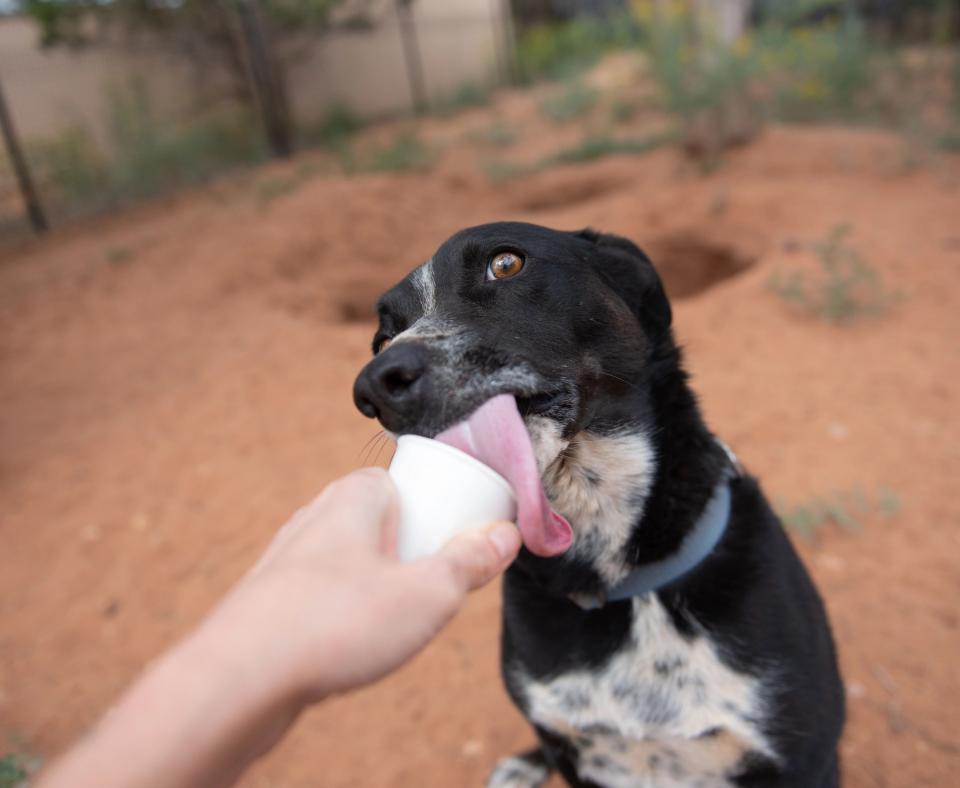 Black and white dog tasting a Frosty Paws from a white cup being held by a person's hand