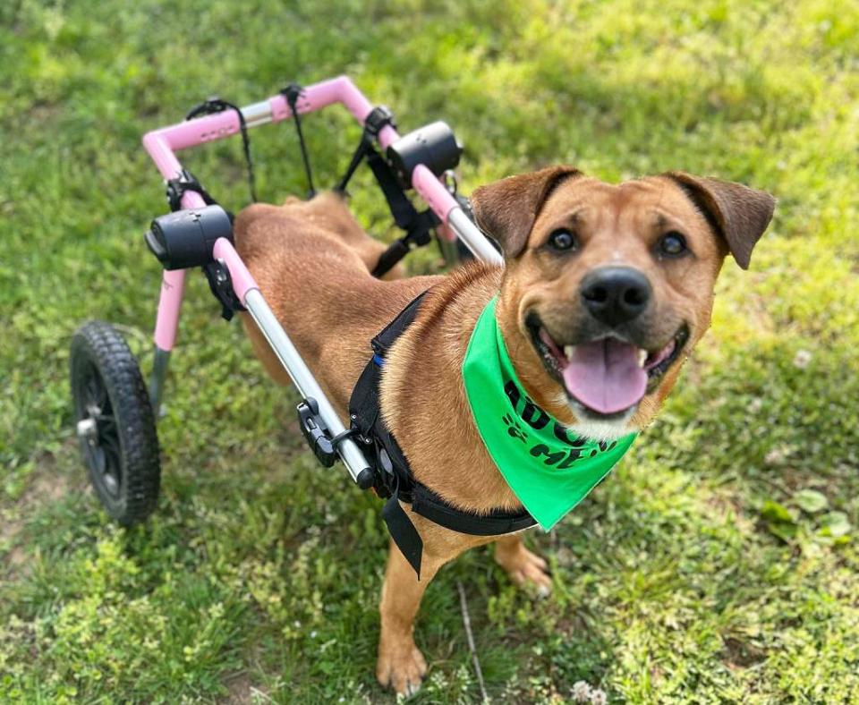 Ward the dog wearing a green bandanna outside on the grass in his wheelchair