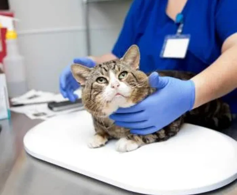 Cat being examined in a veterinary setting