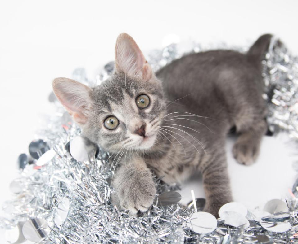 Gray tabby kitten lying on some silver New Year's decorations