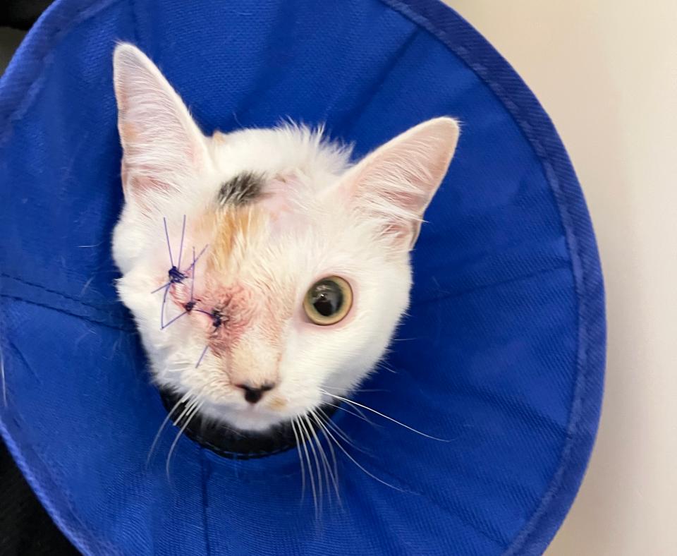 Turtle the cat with a stitched eye after surgery and wearing a blue e-collar