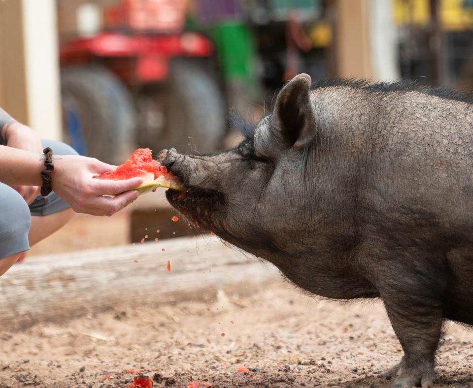 Person squatting down to feed some watermelon to a potbellied pig