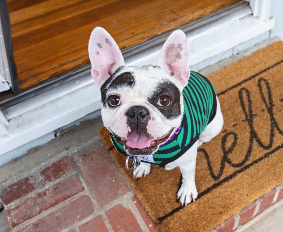 Black and white French bulldog smiling and wearing a green and black striped sweater sitting on a Hello welcome mat