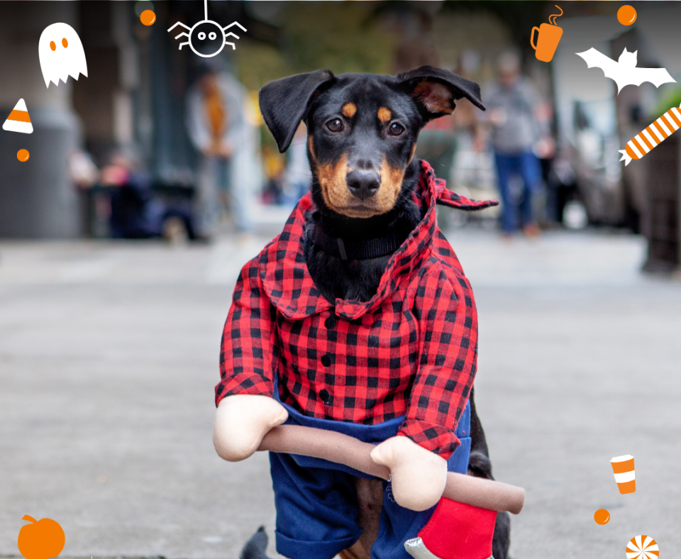 Dog wearing a lumberjack outfit with Halloween graphics over the image