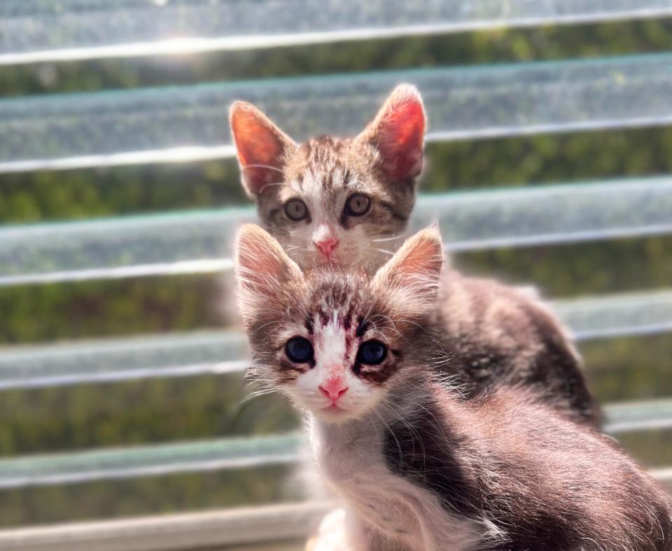 Pickle and Chip the kittens in front of a window