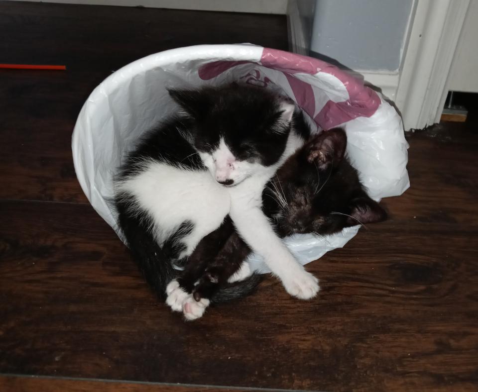 Jeff the kitten snuggling with another kitten in a small bed