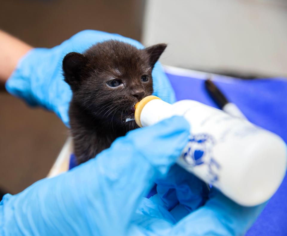 Tiny kitten being fed with a bottle