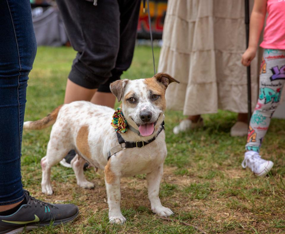 Small brown and white dog standing on grass surrounded by people's legs at a NKLA Super Adoption event