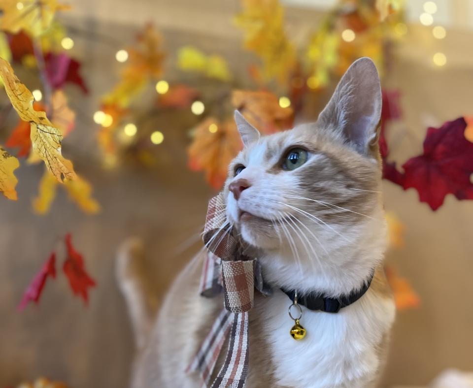 Pumpkin the cat wearing a bow, surrounded by fall-colored leaves and some white holiday lights